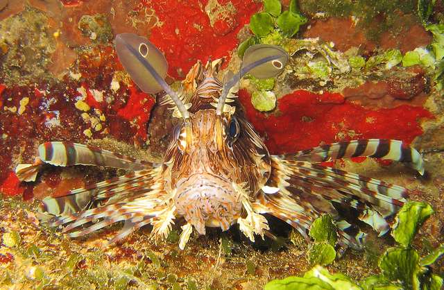 Lion Fish