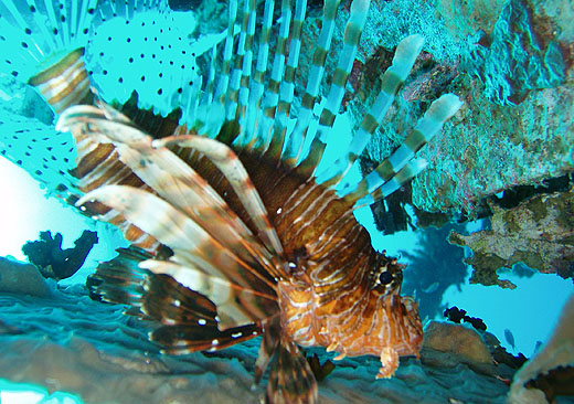 Lion Fish