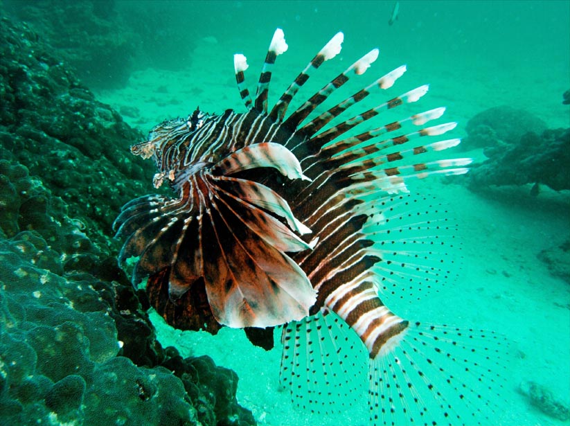 lion fish