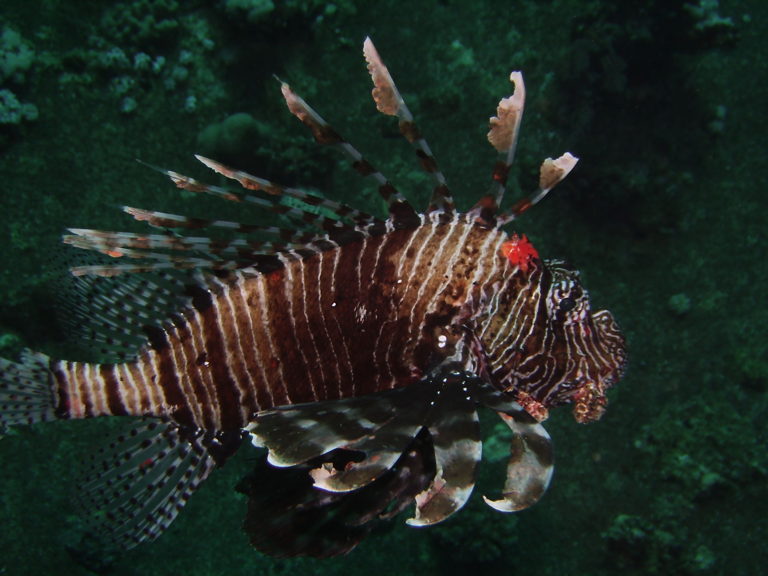 Lion Fish