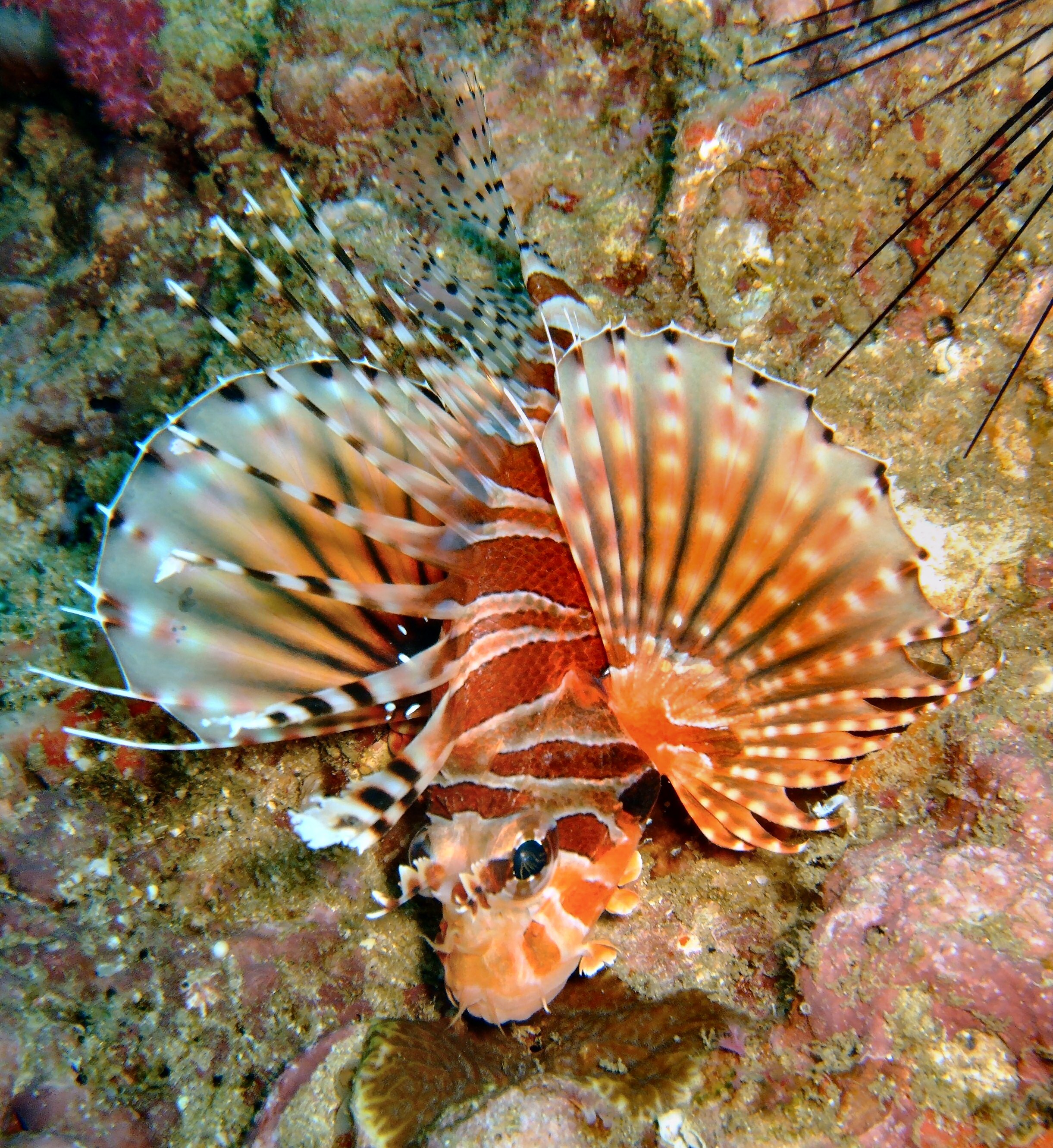 Lion fish