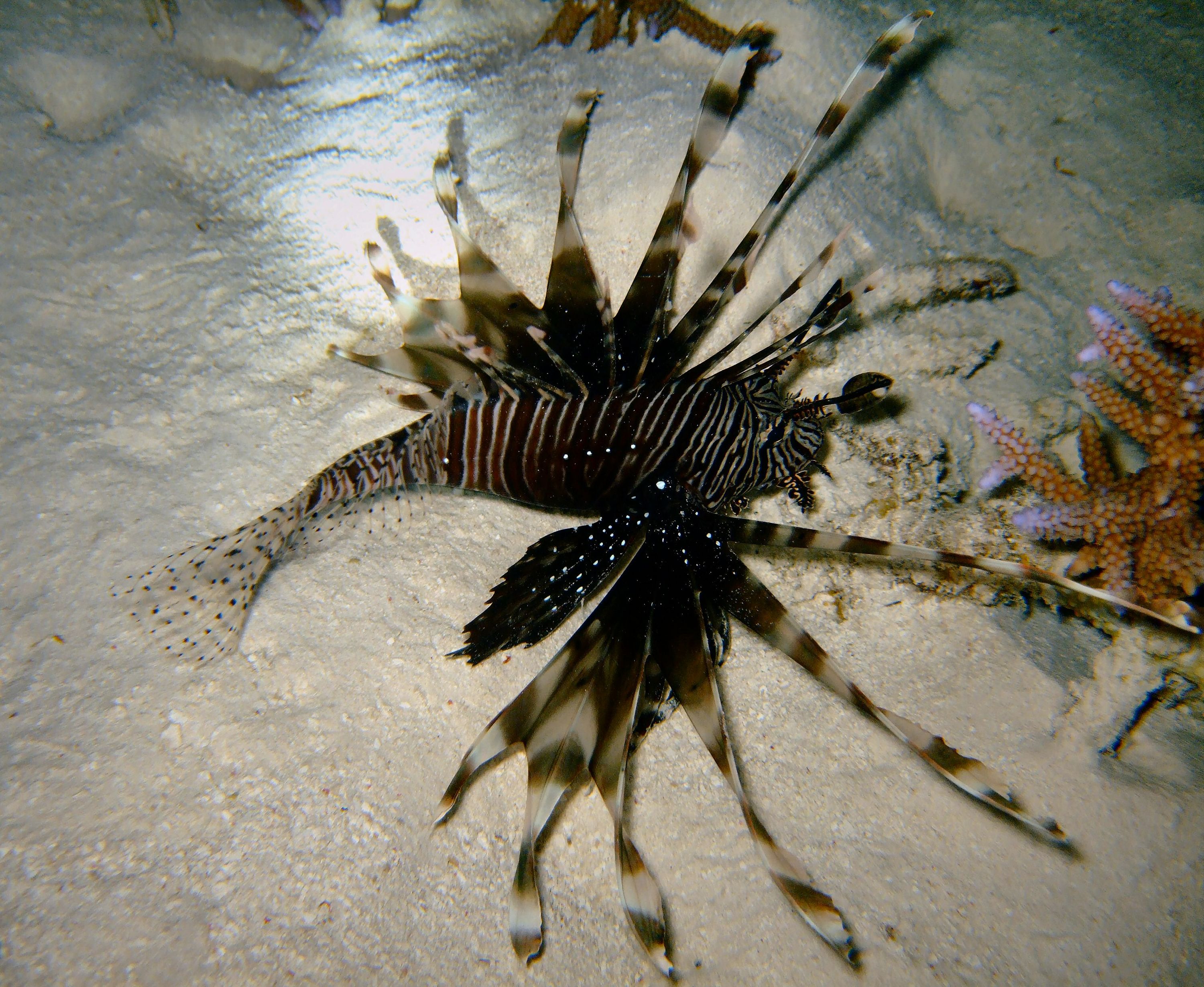 Lion fish