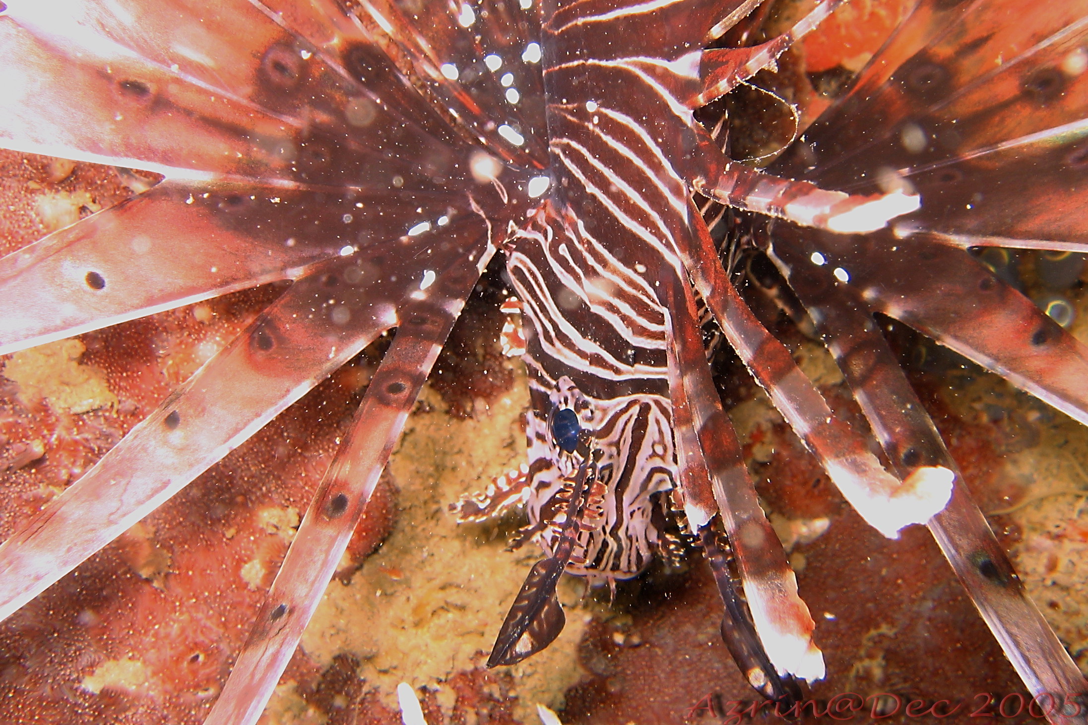 Lion Fish's Head