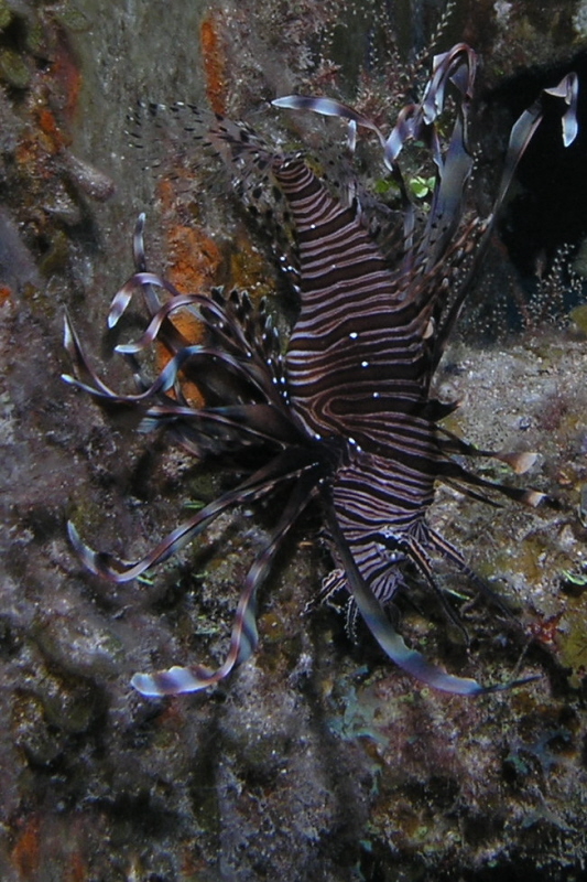 Lion_Fish