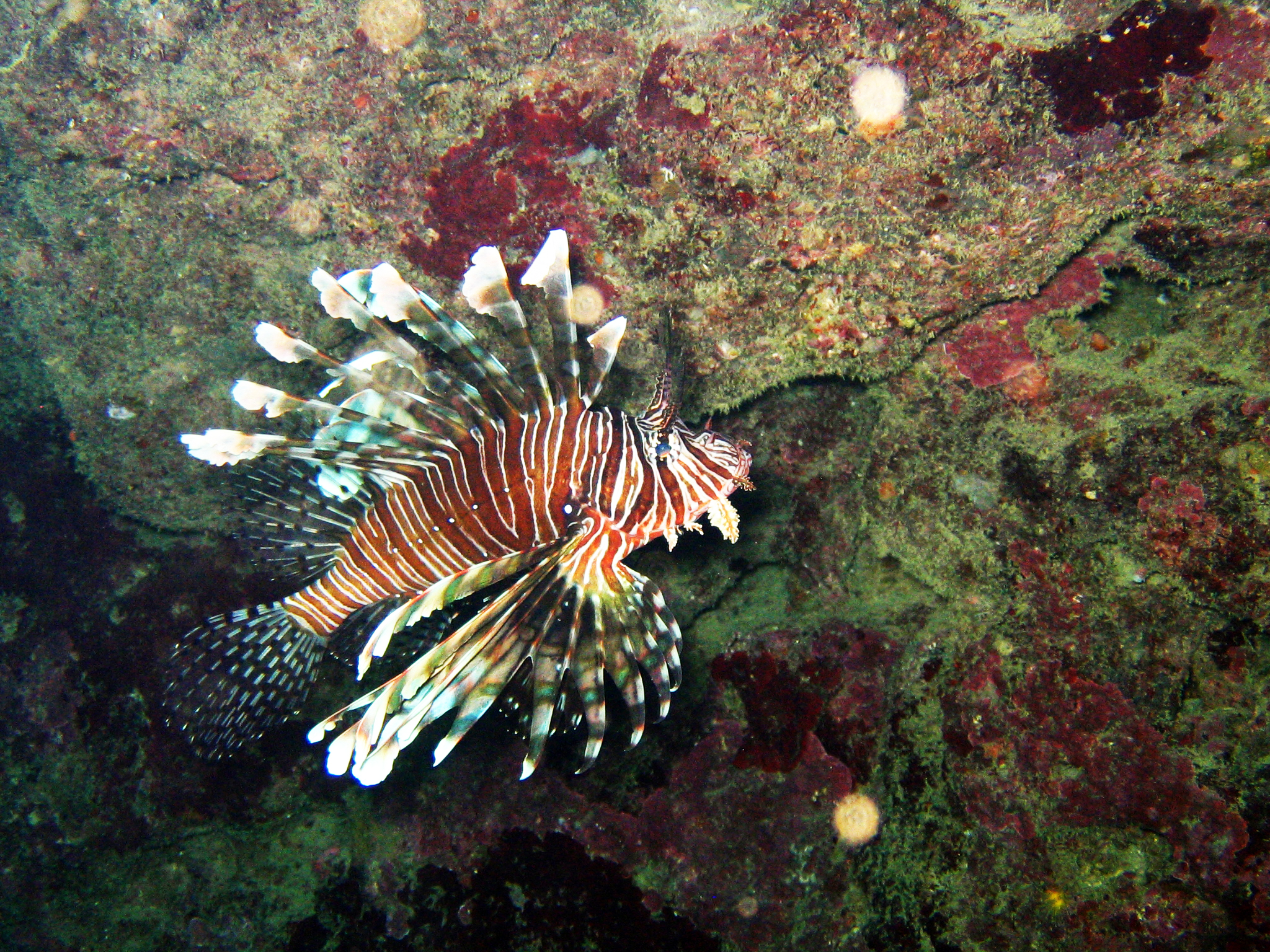 lion_fish21