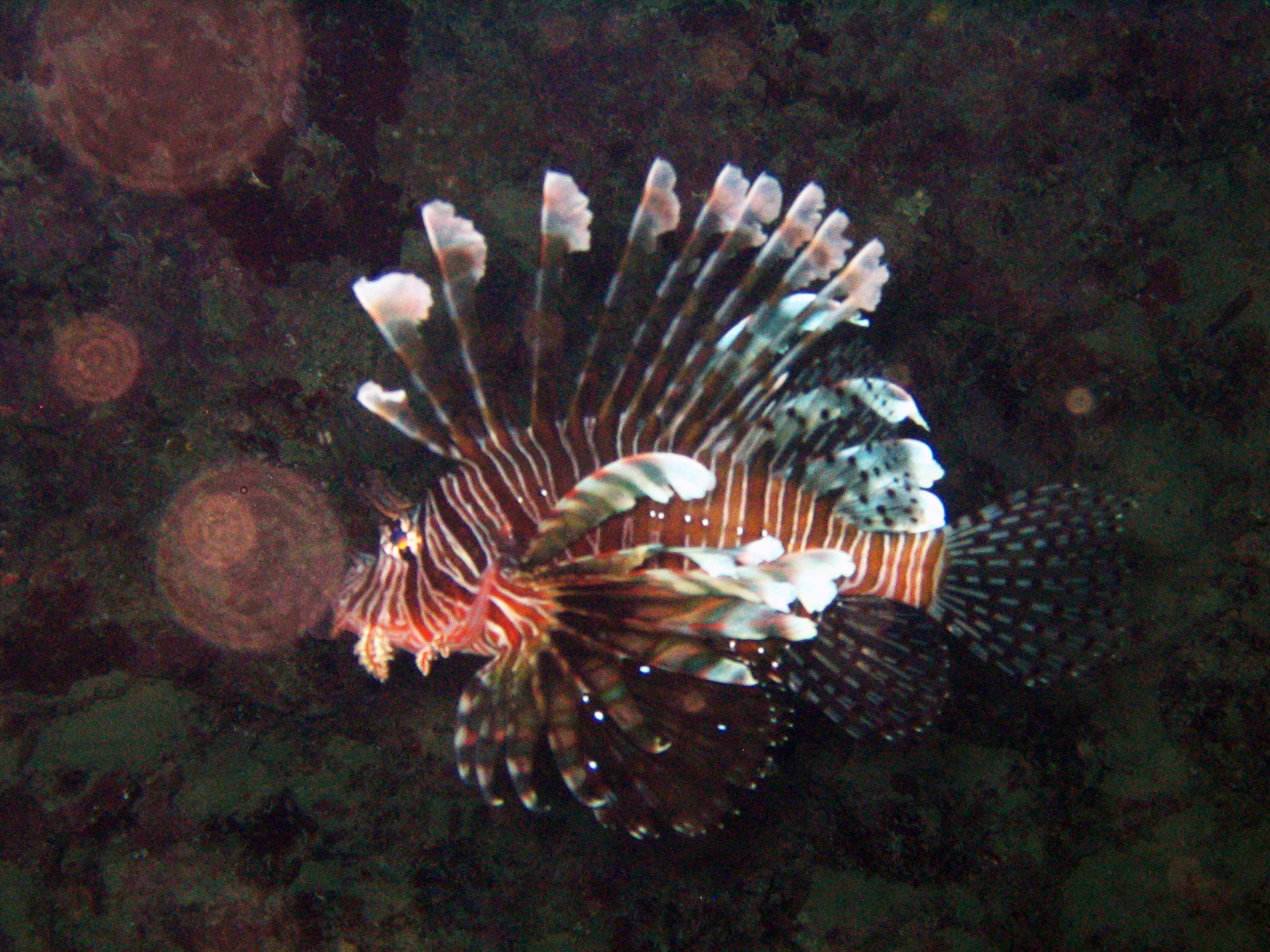 lion_fish6