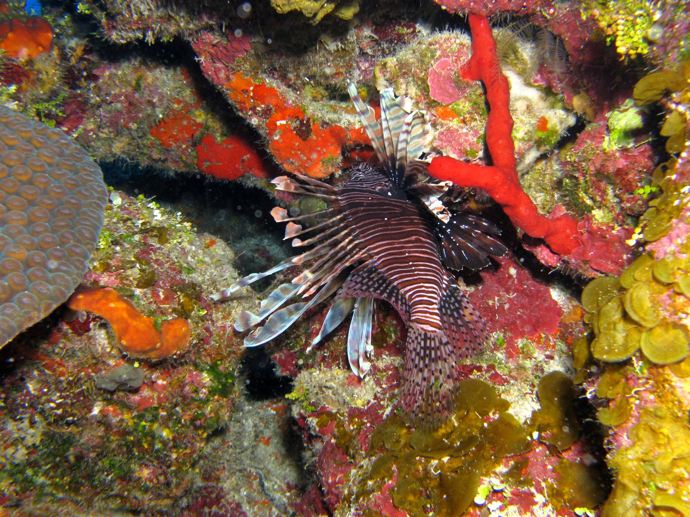 Lion_Fish_22