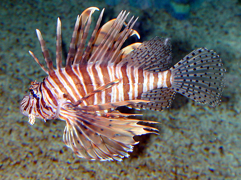 LionFish-1