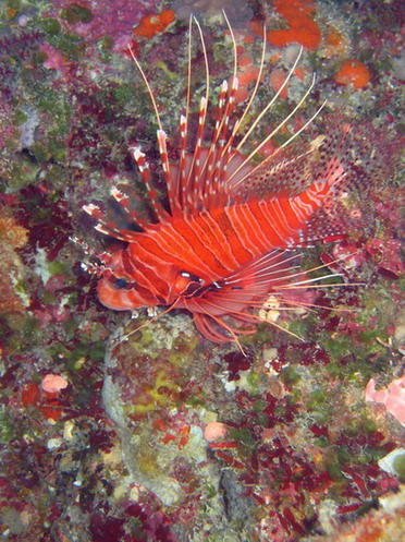 Lionfish 1