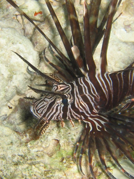 Lionfish 2