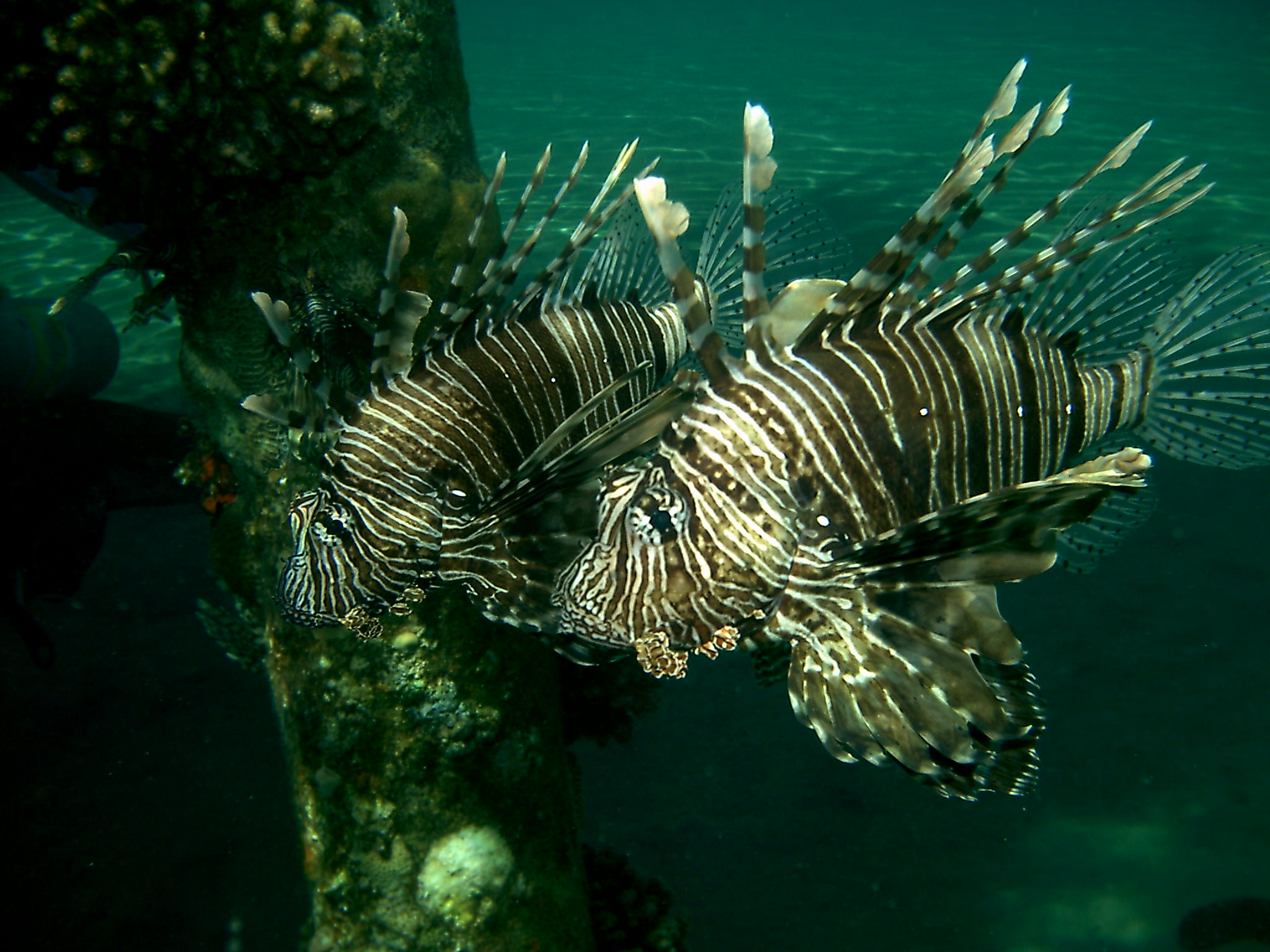 Lionfish Abu Lou Lou  House reef Coral Hilton Nuweiba