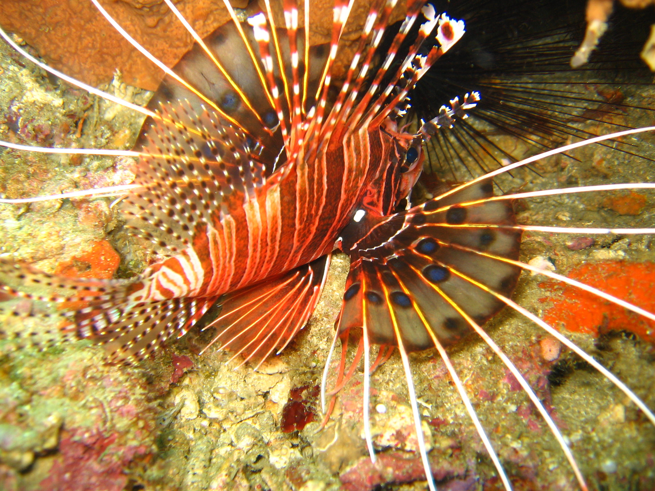 Lionfish , Anilao, Batangas,Philippines