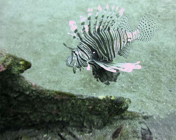 Lionfish at the bow