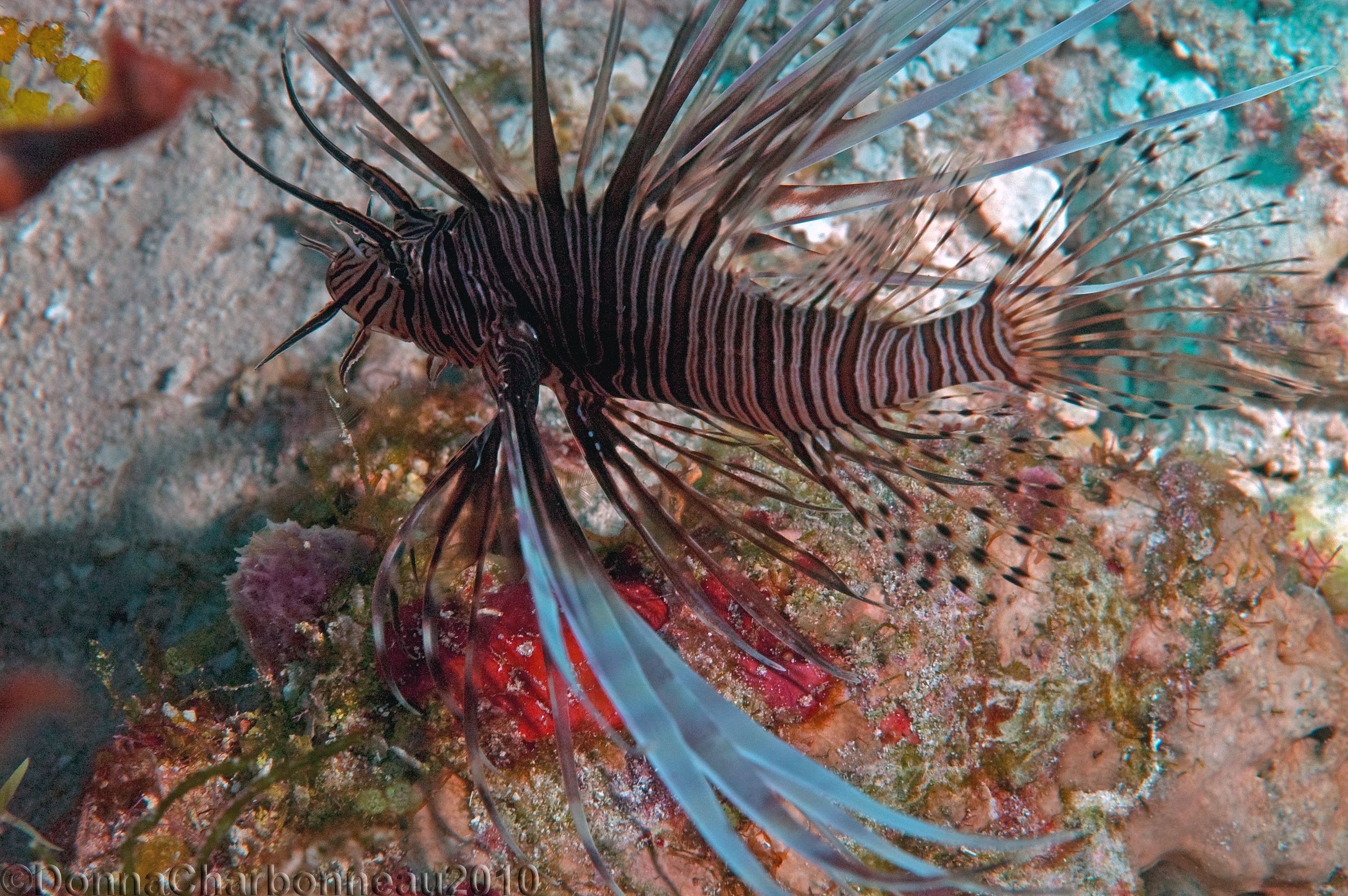 Lionfish - Beautiful but Nasty!