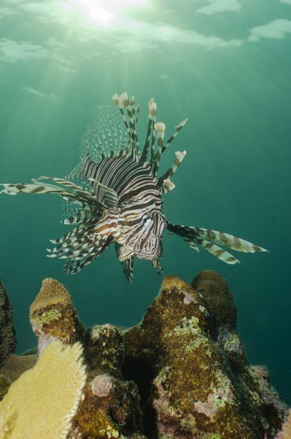 Lionfish - Beautiful but so destructive