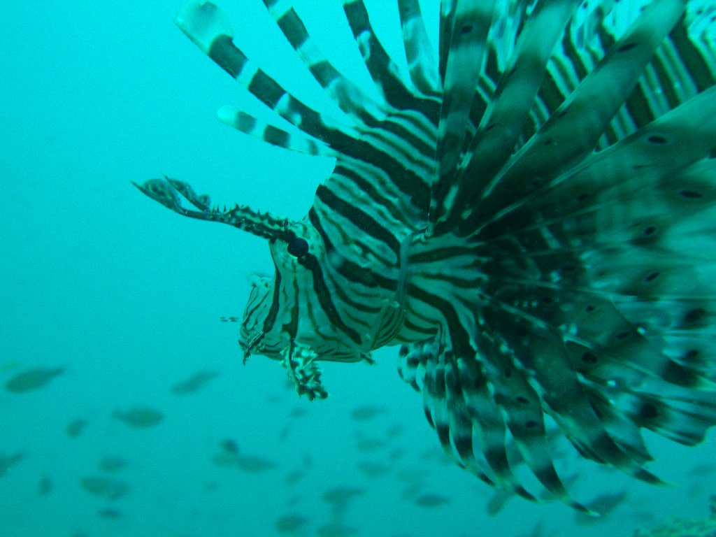 Lionfish-close-thailand