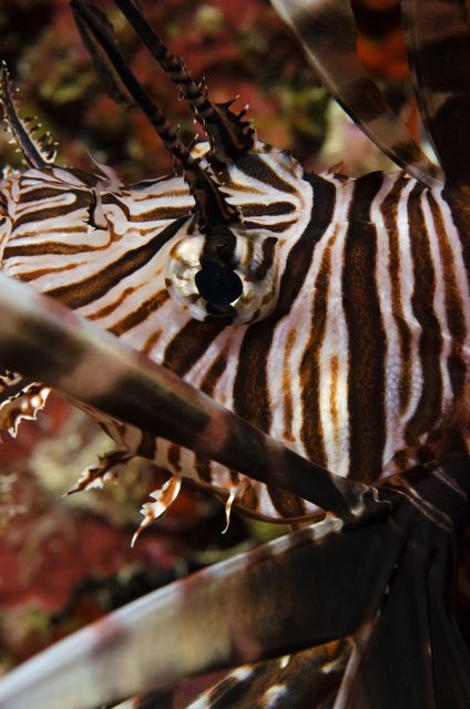 Lionfish Close-up