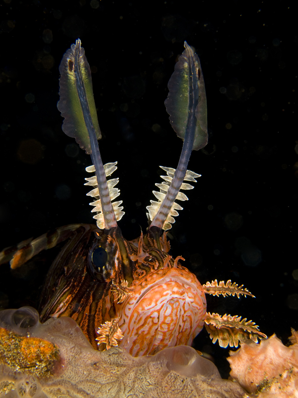 Lionfish face