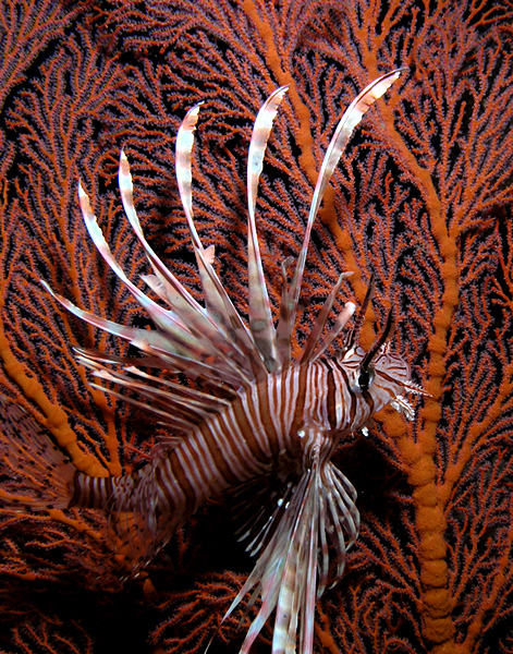 Lionfish Fandango