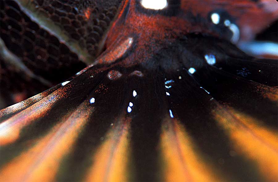 Lionfish fin up close