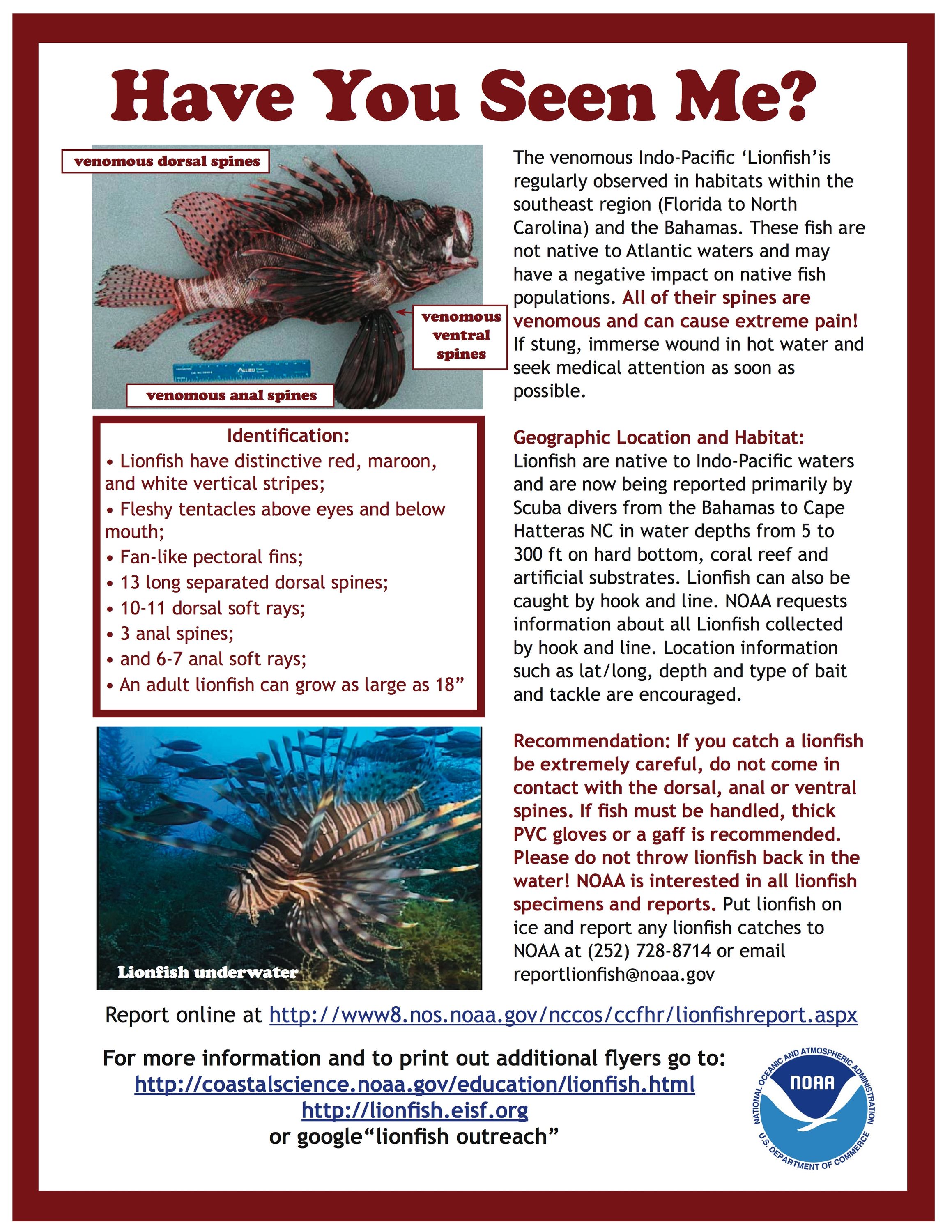 lionfish flyer