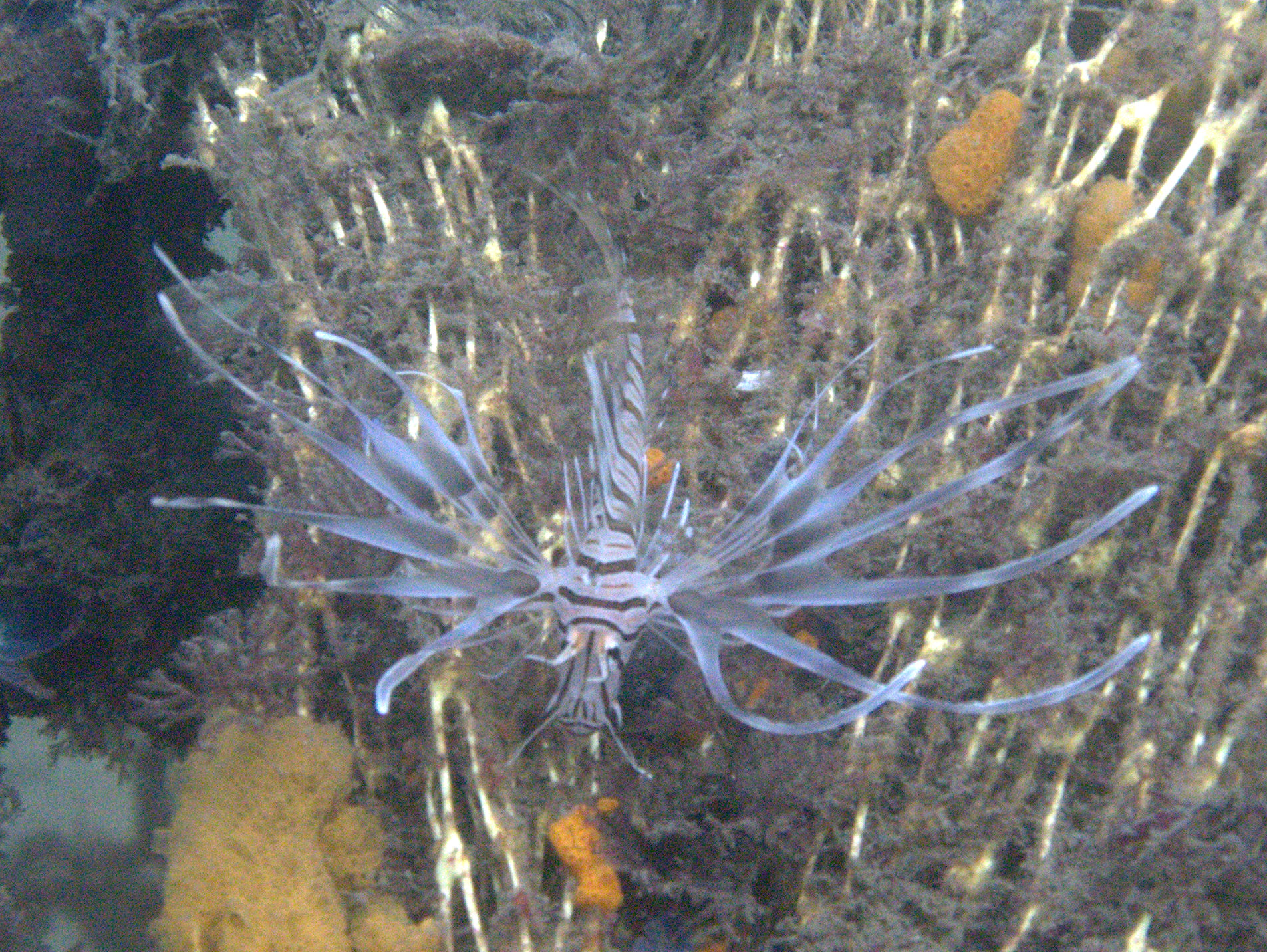 Lionfish found at Fort Adams RI during Int. Coastal Cleanup 9/20/08