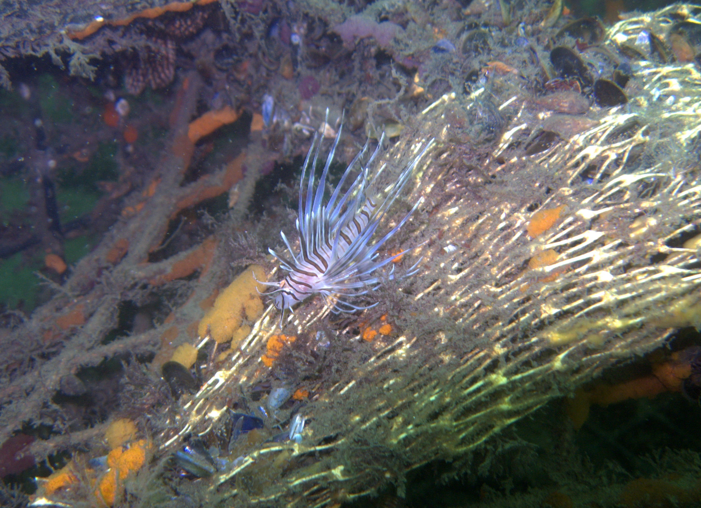 Lionfish found at Fort Adams RI during Int. Coastal Cleanup 9/20/08