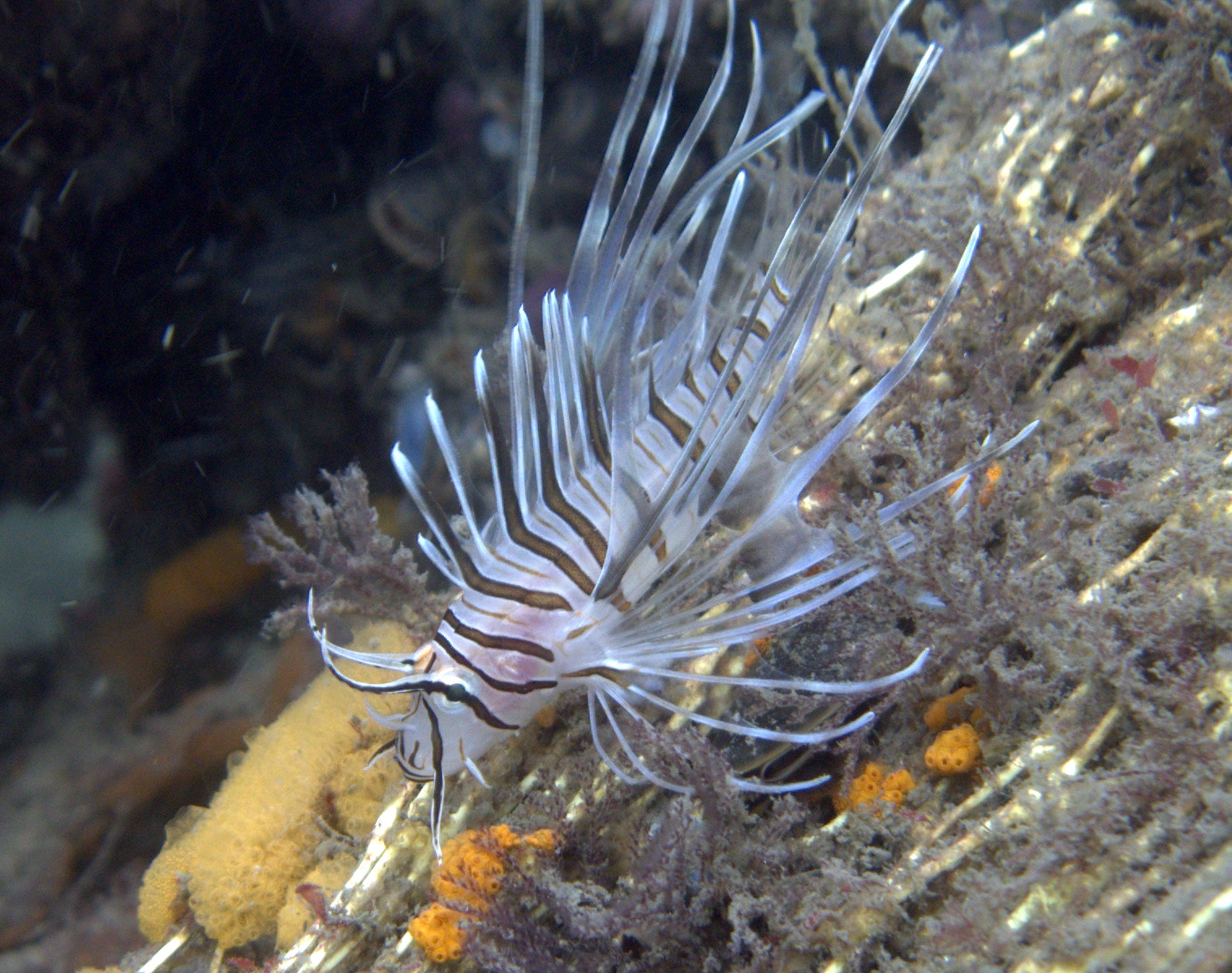 Lionfish found at Fort Adams RI during Int. Coastal Cleanup 9/20/08