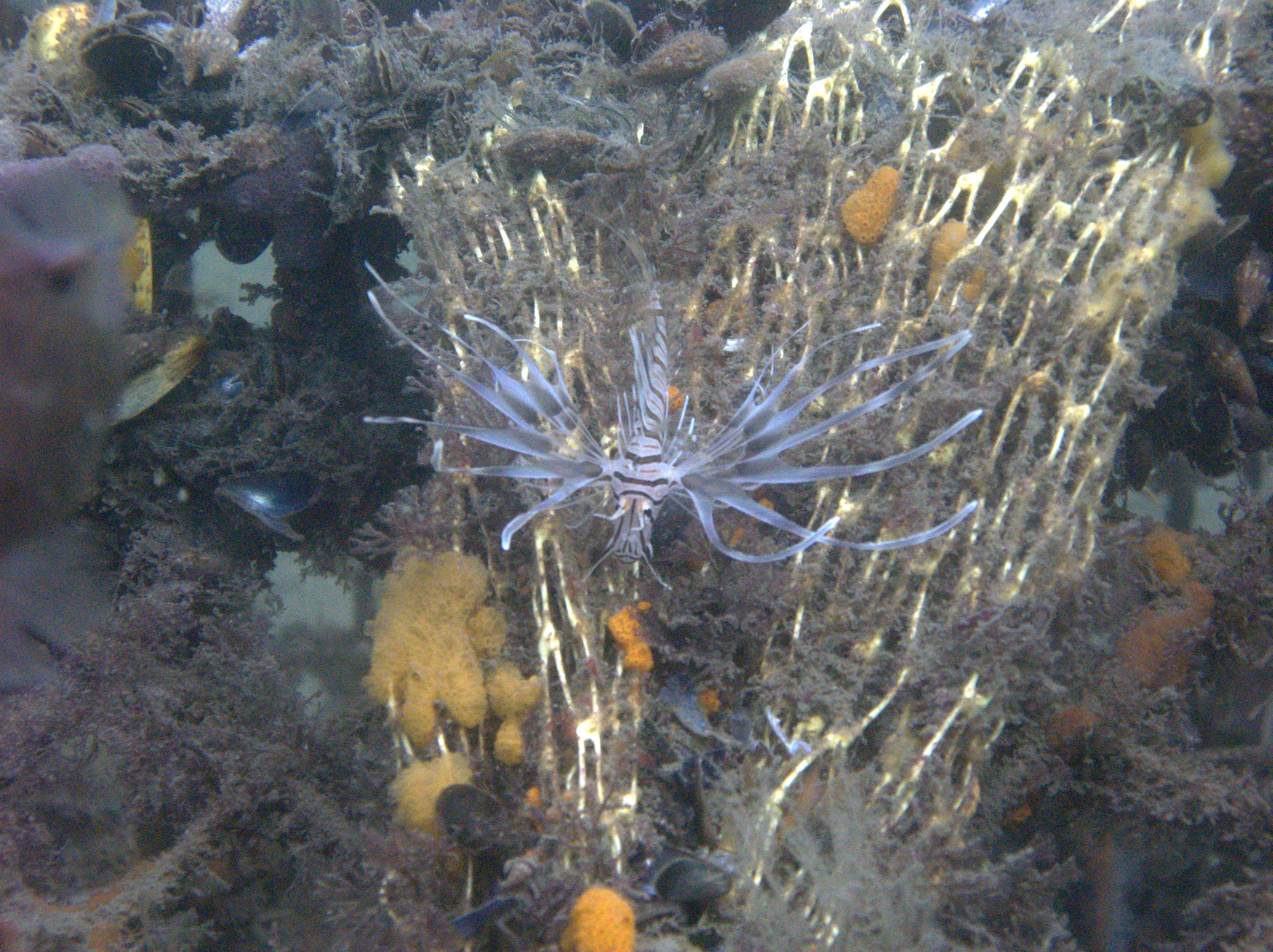 Lionfish found at Fort Adams RI during Int. Coastal Cleanup 9/20/08