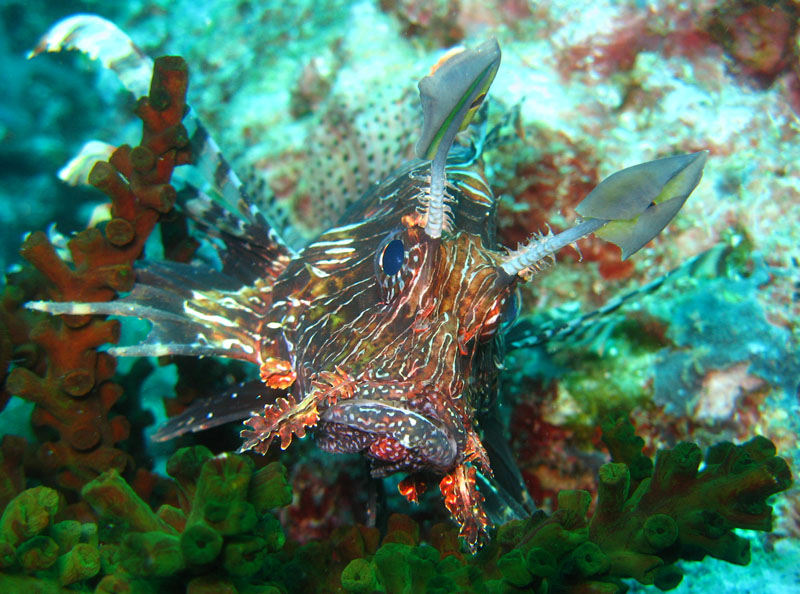 Lionfish frown