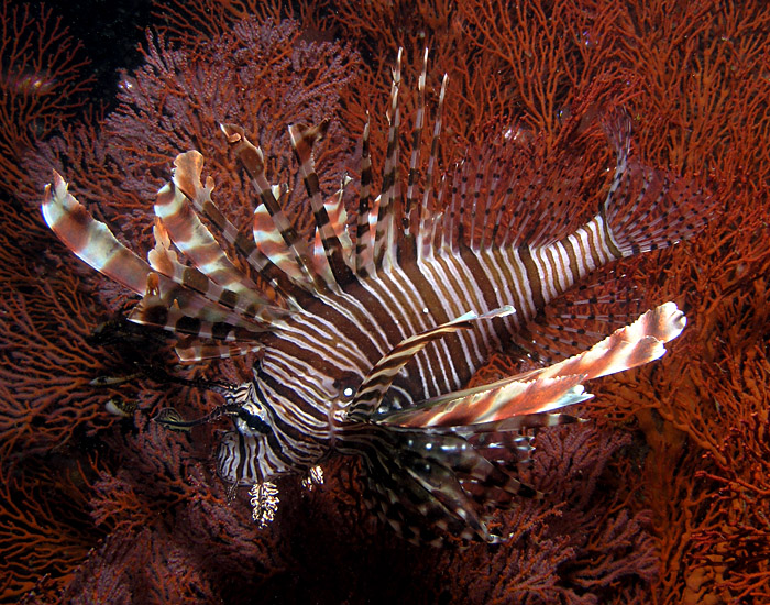 Lionfish hovering