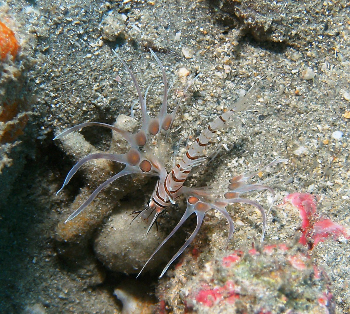 lionfish immature while out with jupiter dive center