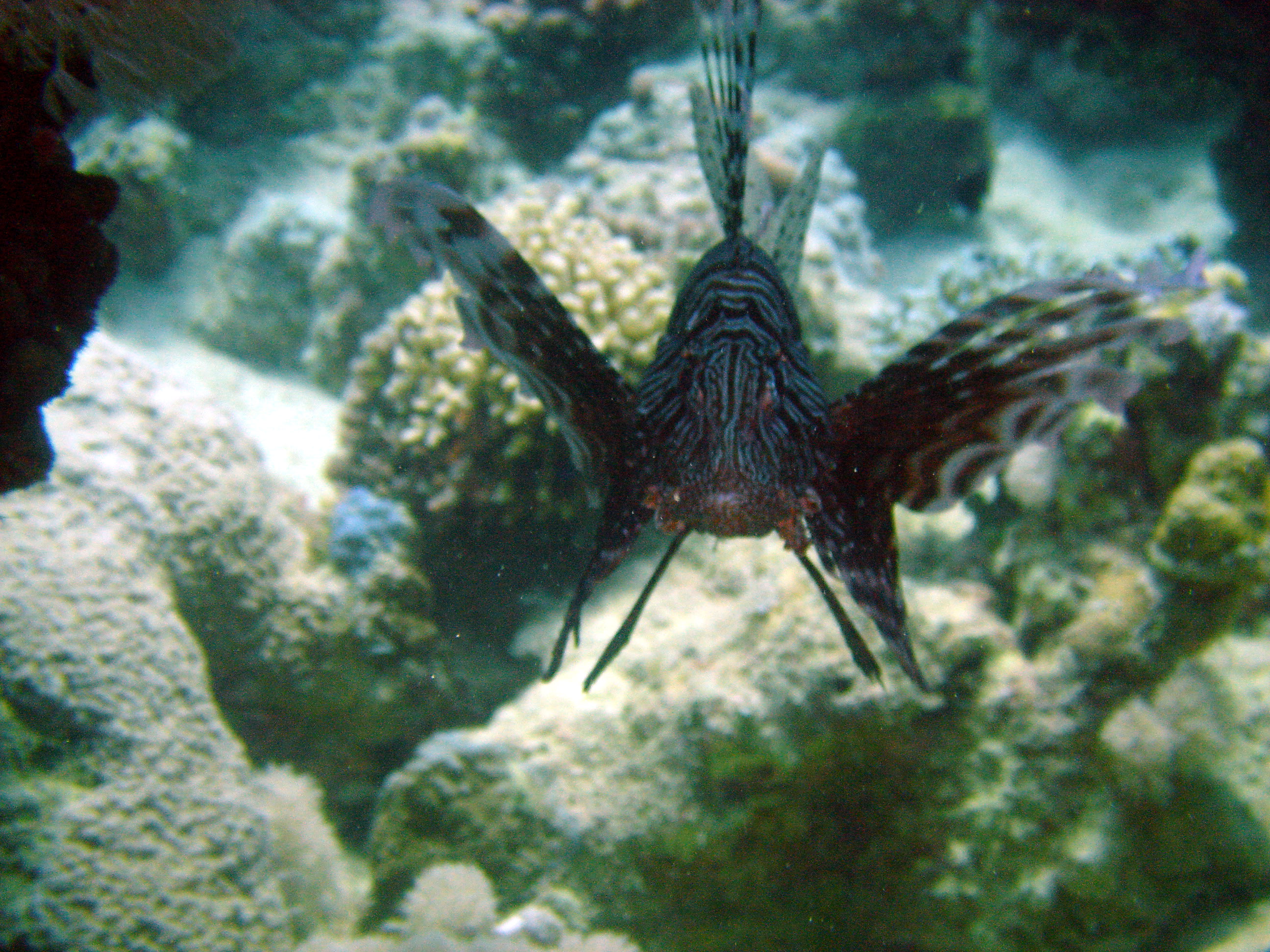 Lionfish In Attack Mode - Nuweiba