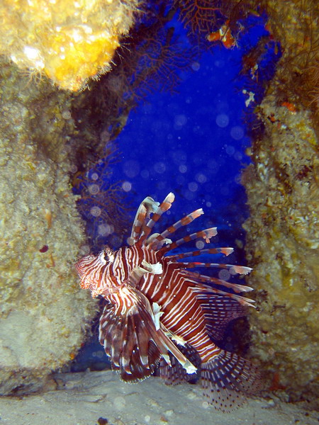 Lionfish In Cave