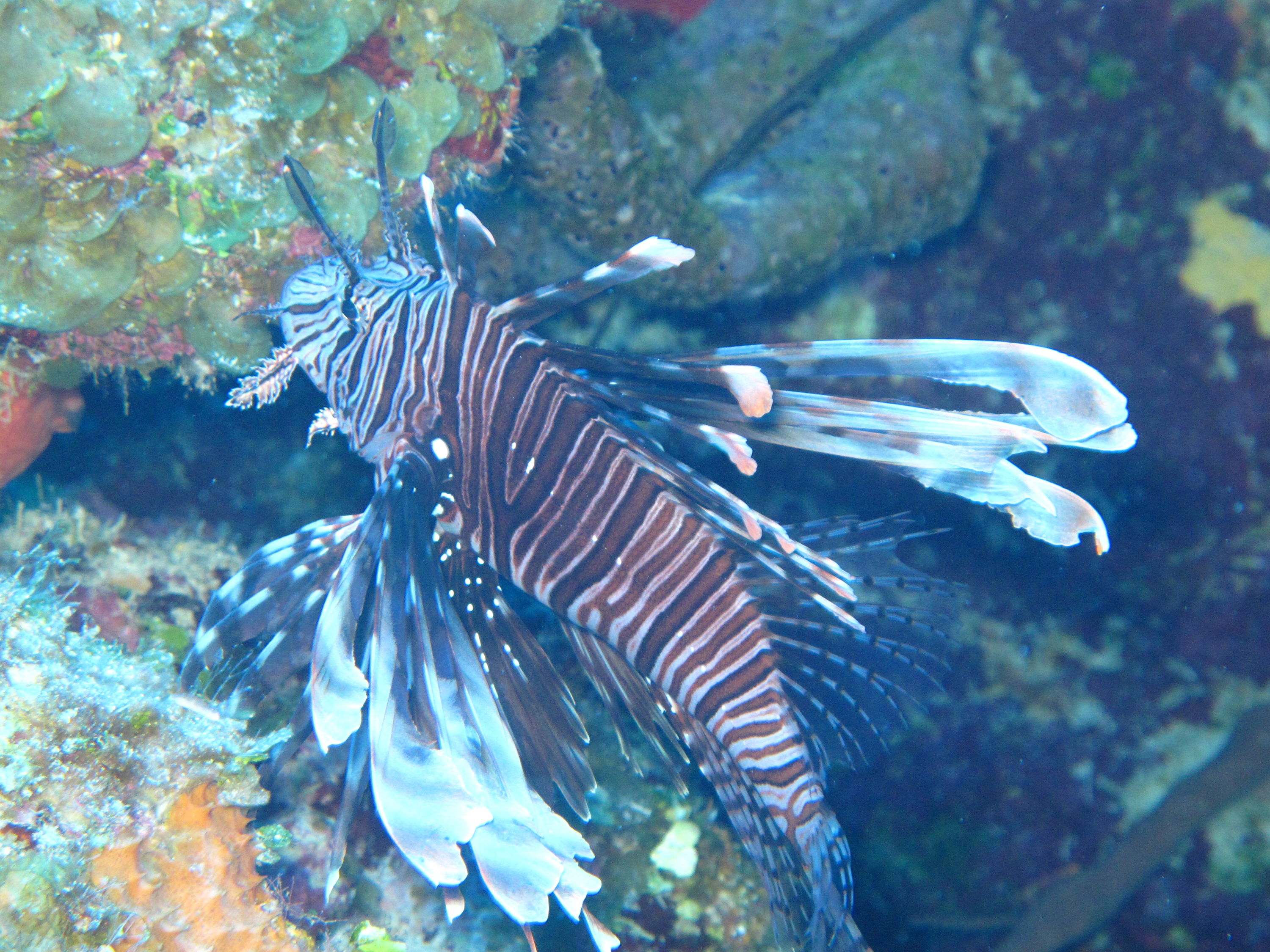 Lionfish in lights