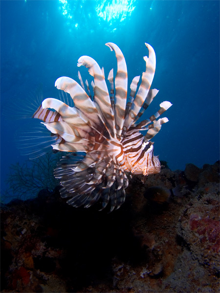 Lionfish in sun