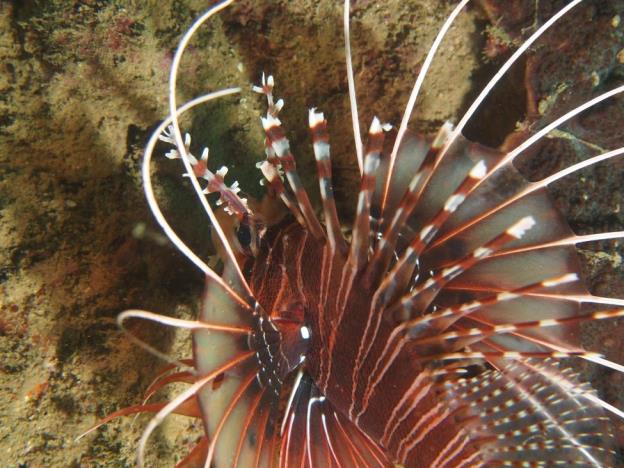 Lionfish in the Al Munissir wheelhouse