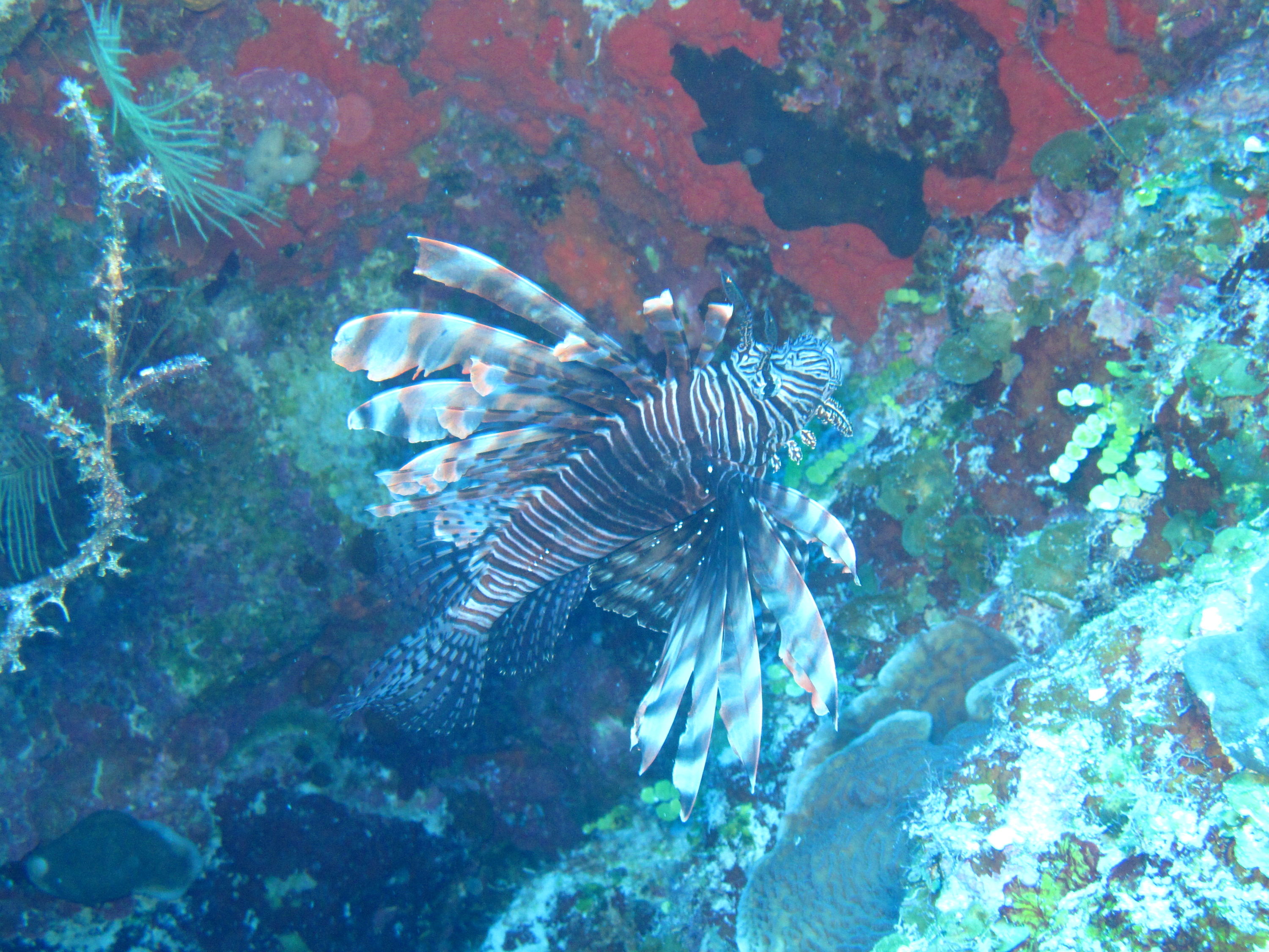 Lionfish in the spotlight