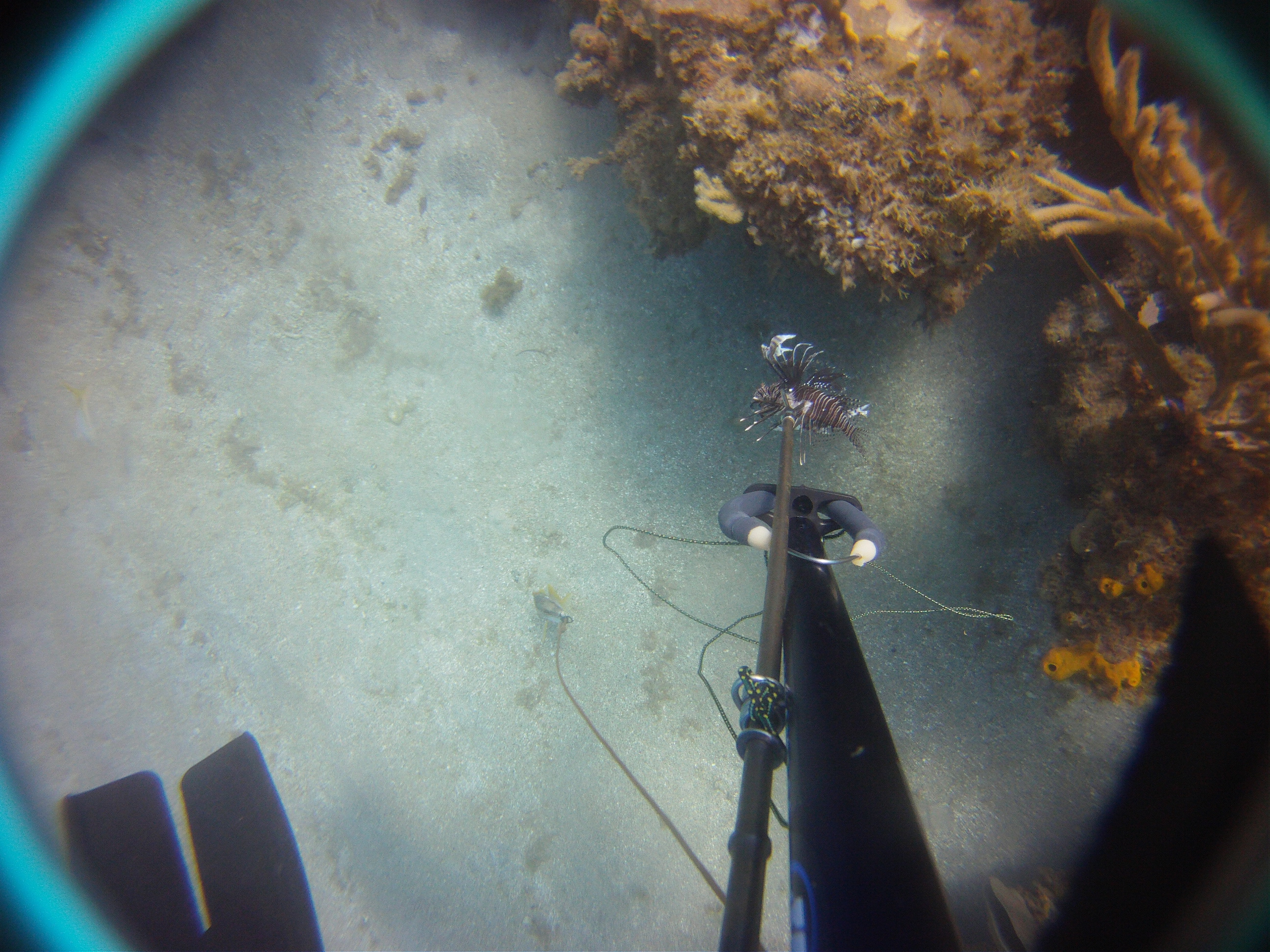 Lionfish kill