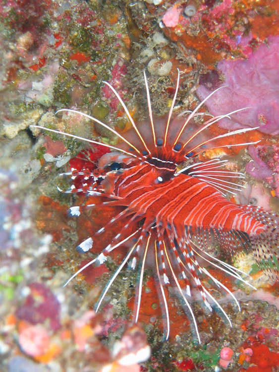 Lionfish, Maldives 2