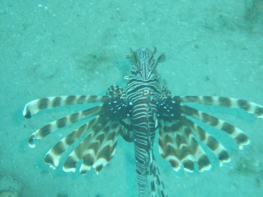 lionfish-oman