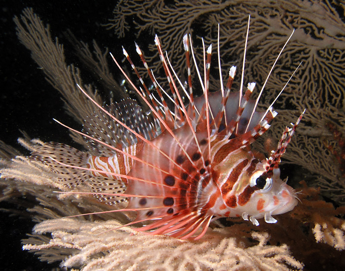 Lionfish on a white seafan