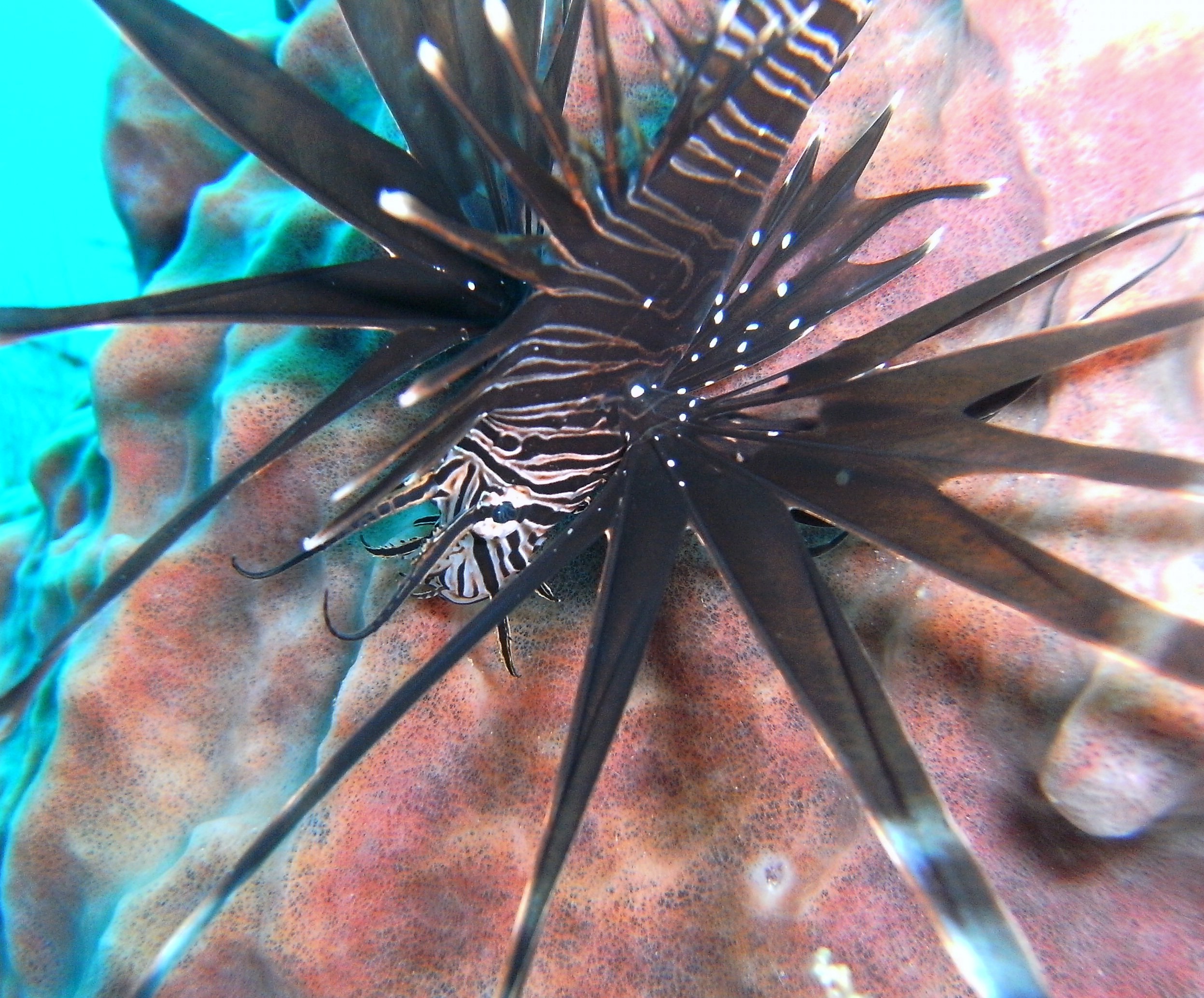 lionfish on breakers reef