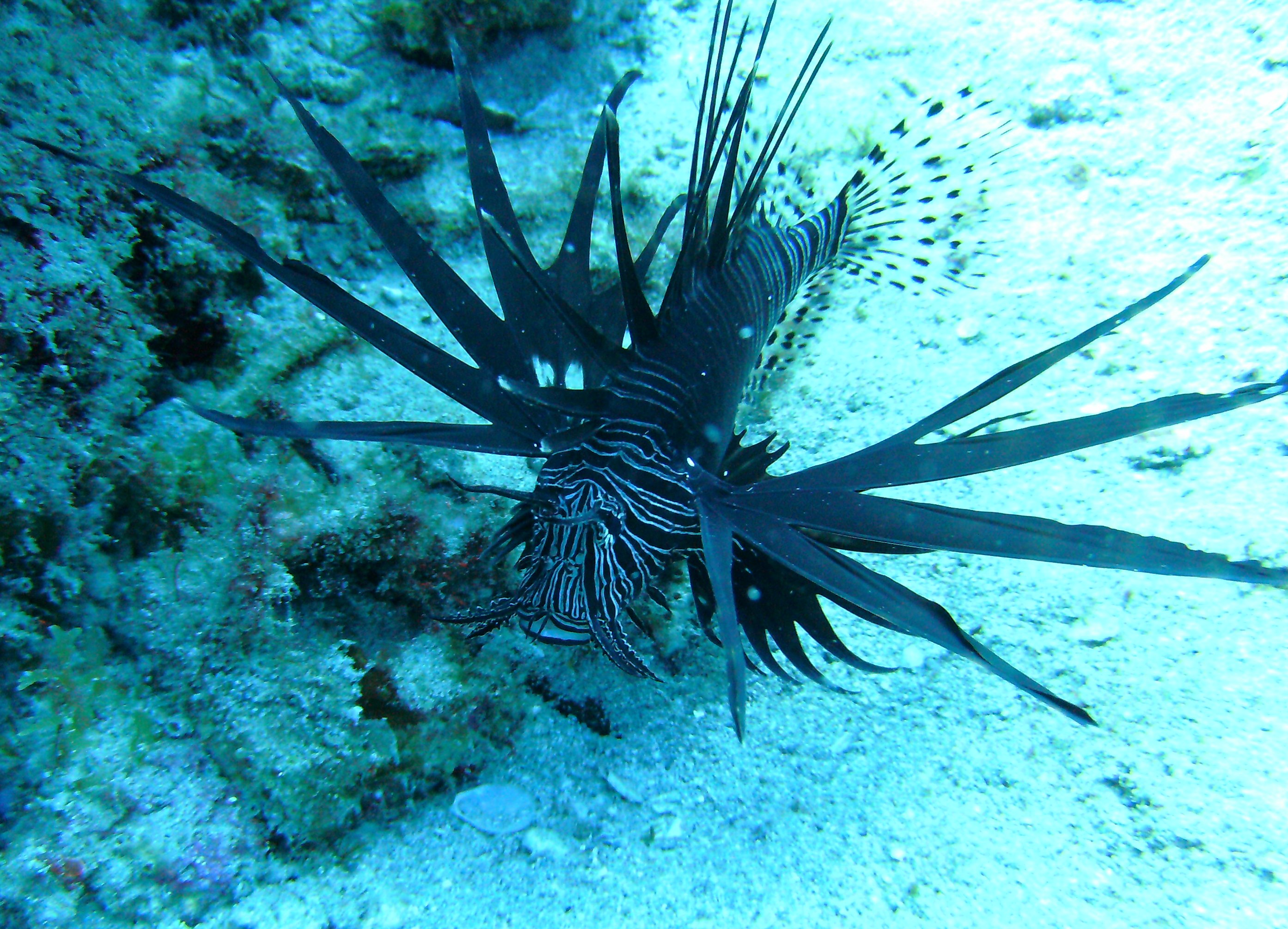 lionfish on cap't mikes reef may 2010