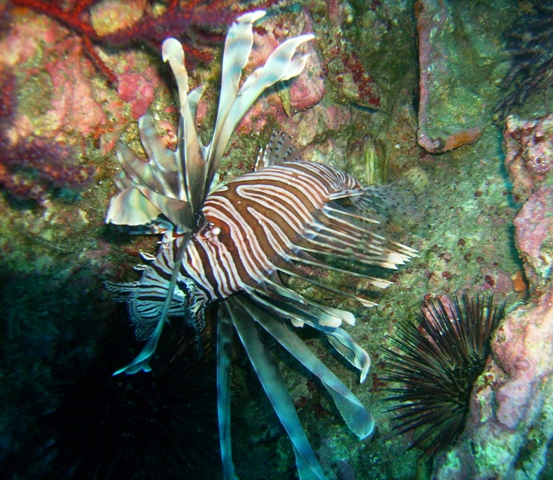 Lionfish on U-352