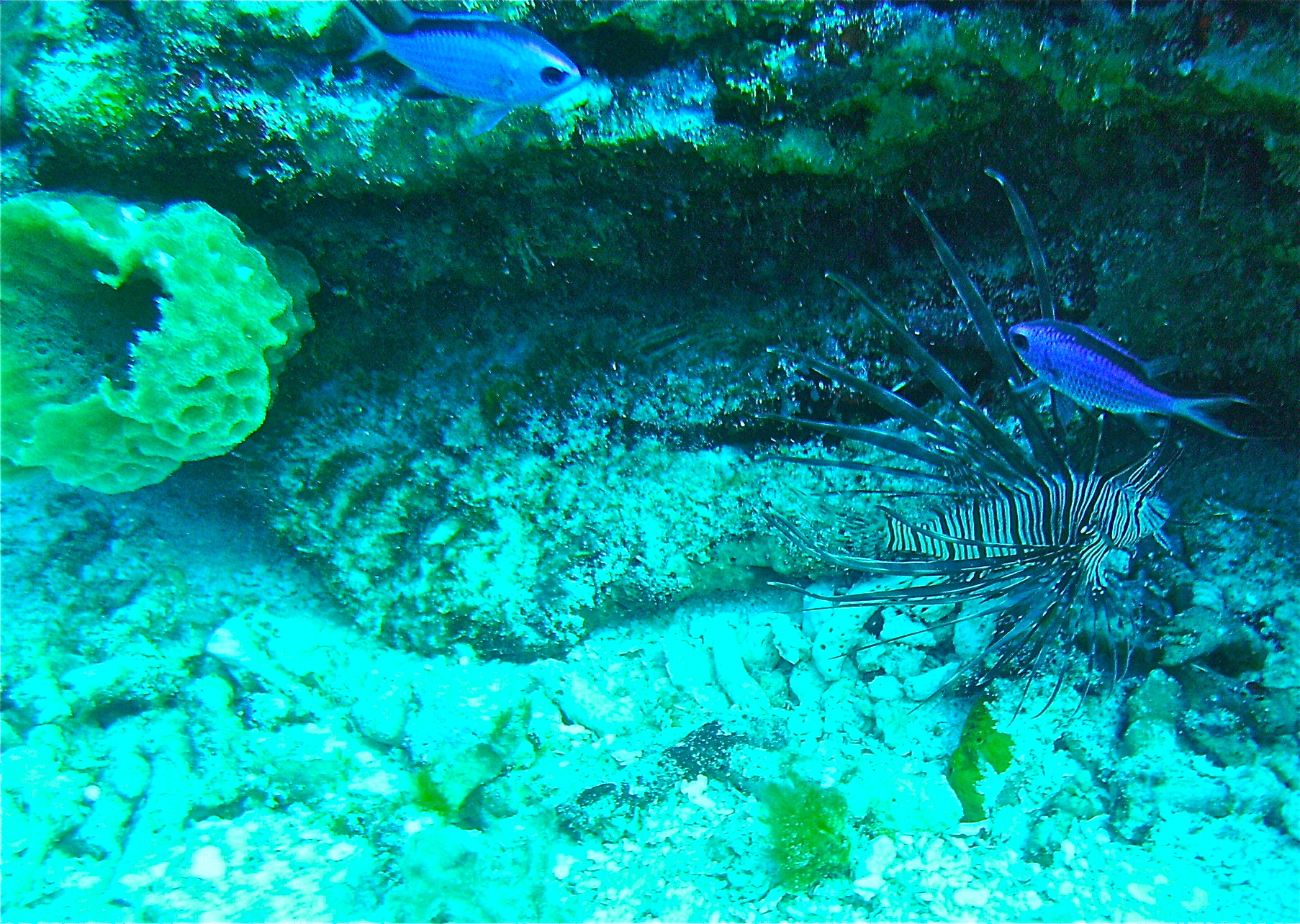 Lionfish, Palancar Gardens