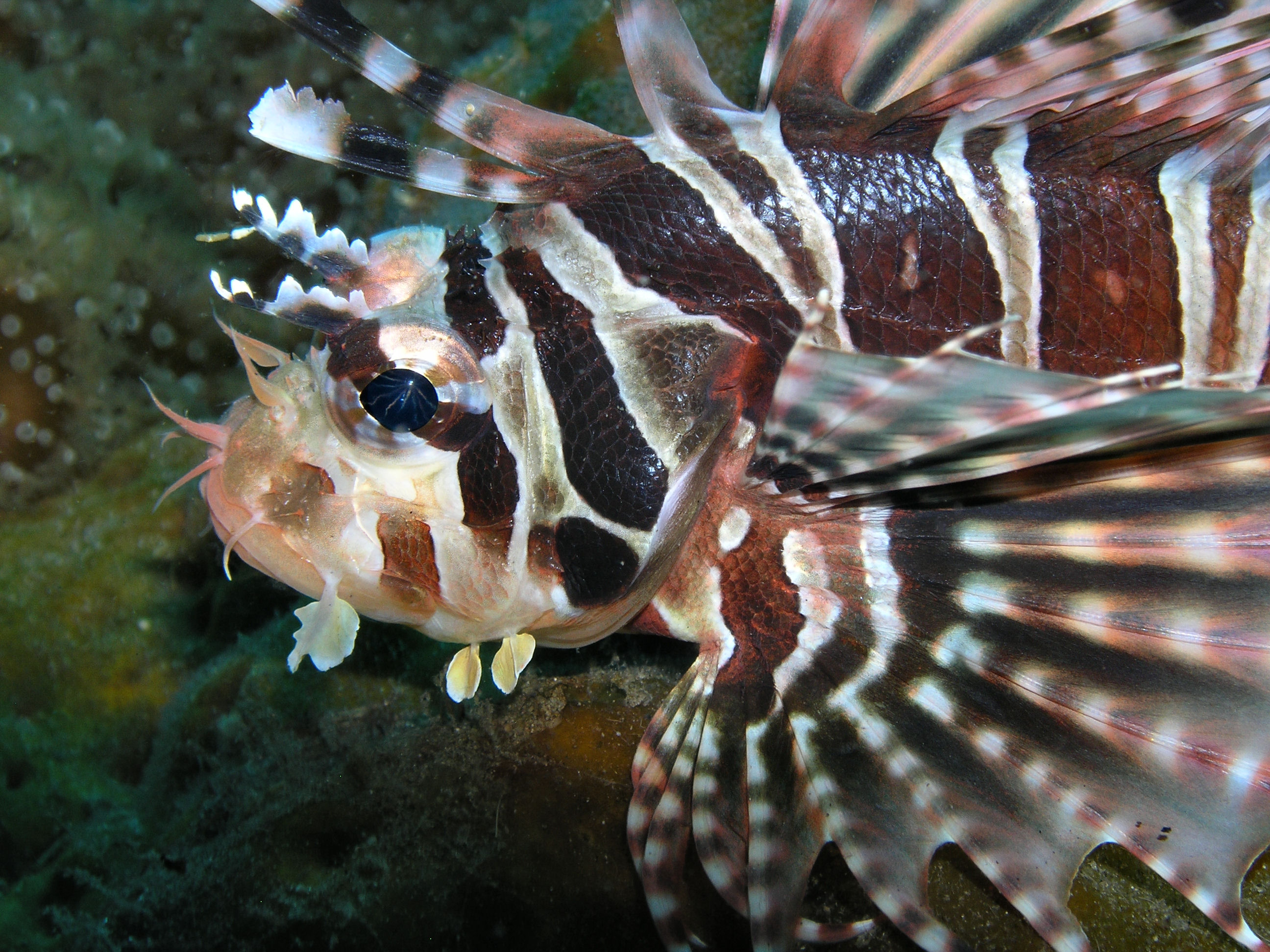 Lionfish profile