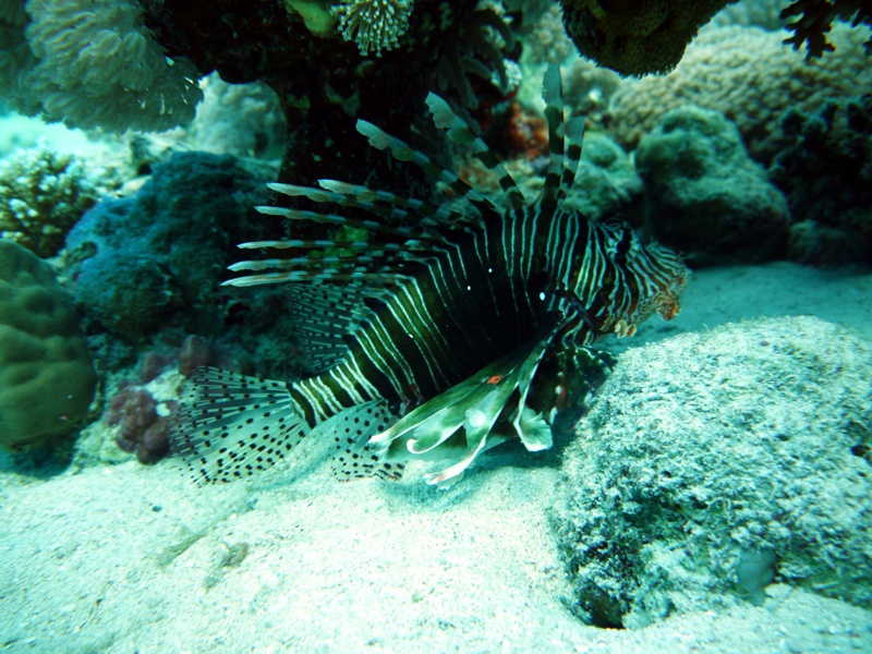Lionfish (Pterois Volitans?)