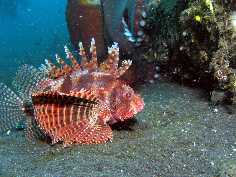 Lionfish