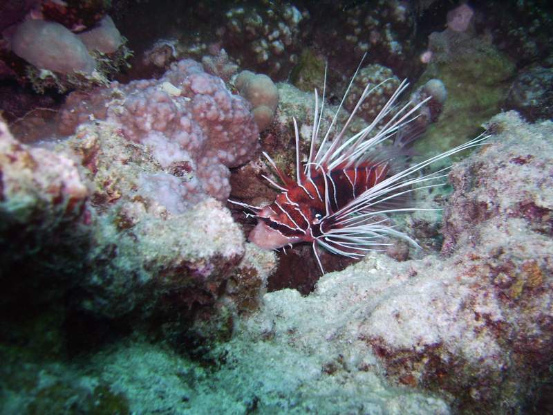 lionfish